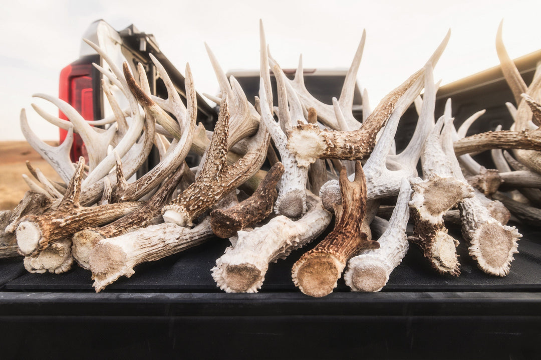 Shed Hunting Tips & Tricks